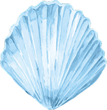 muschel 1