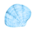 Muschel_rund